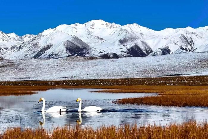 祁連山腹地水鳥云集 藍天雪山盡顯和諧純凈