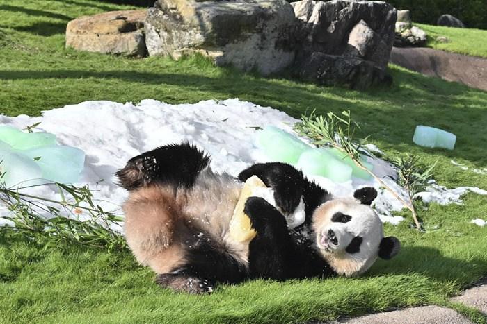 日本動(dòng)物園為大熊貓楓浜慶祝4周歲生日