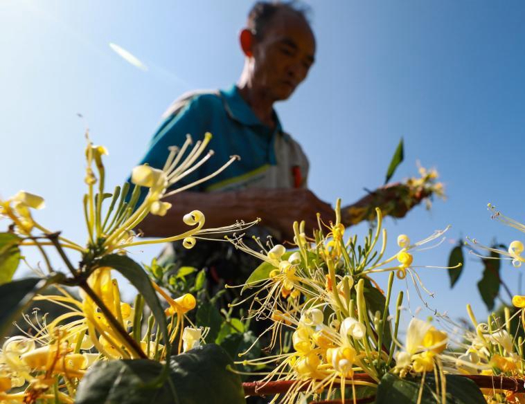 貴州綏陽(yáng)金銀花開迎豐收