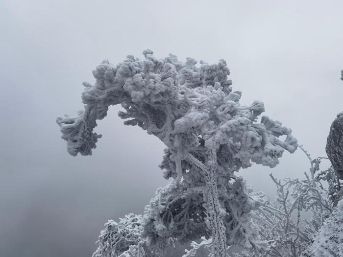 河南南陽(yáng)老界嶺現(xiàn)霧凇景觀